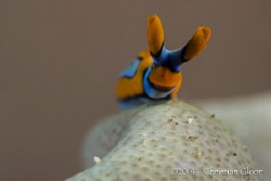 Thuridilla lineolata by Christian Gloor 